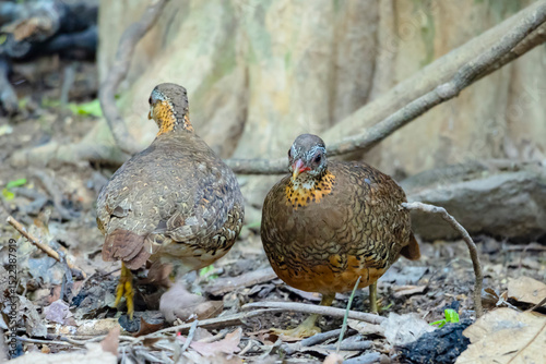 Green-Legged Partridge in nature