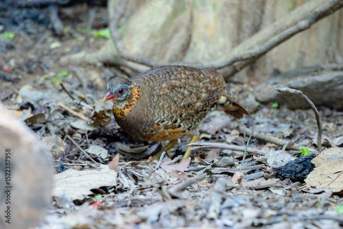 Green-Legged Partridge in nature