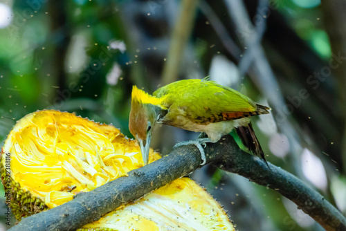 The Greater Yellownape in nature