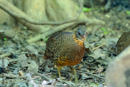 Green-Legged Partridge in nature