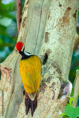 The Common Flameback in nature