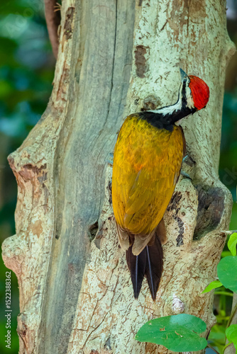 The Common Flameback in nature