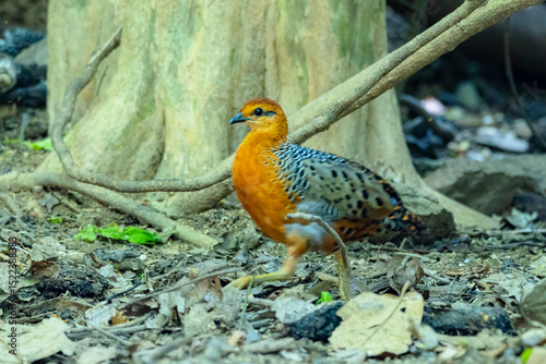 The Ferruginous Partridge in nature