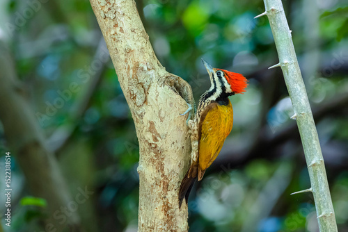 The Common Flameback in nature
