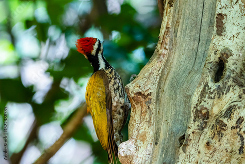 The Common Flameback in nature