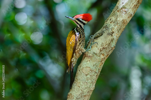 The Common Flameback in nature