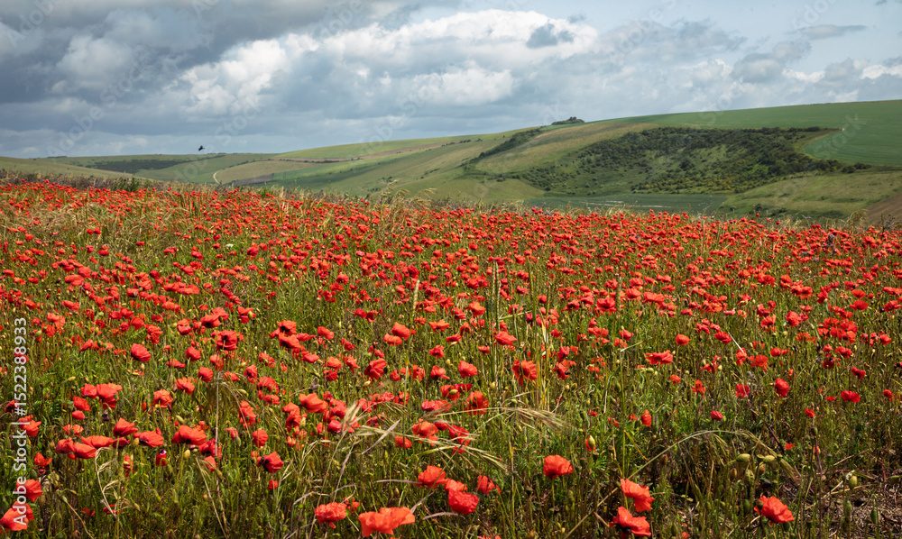 June poppies on the hills of the south downs near Woodingdean Brighton east Sussex south east England, UK June poppies on the hills of the south downs near Woodingdean Brighton east Sussex south east England, UK