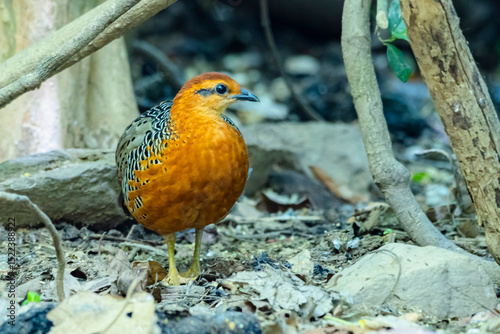 The Ferruginous Partridge in nature