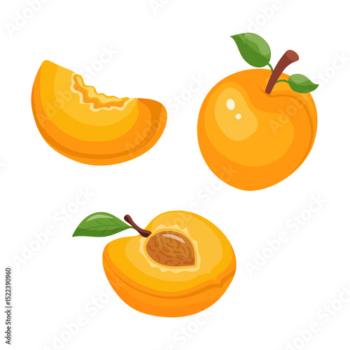 set of vector illustrations of apricots whole apricots, halves of apricots, slices of apricots