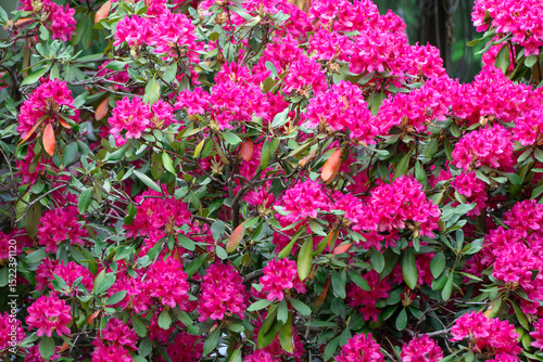 Wallpaper Mural red Rhododendron blooming in spring Torontodigital.ca
