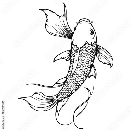 koi, underwater animals, vector, transparent background, creatures, animalia, cyprinus, fish, animal, pattern, nature, icon, symbol, cute, fin, underwater