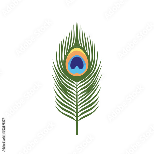 Single elegant peacock feather isolated on white