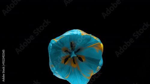 bright blue tulip flower on deep black background. Contrast highlights delicate petals, highlighting bright color of flower, time-lapse photography.