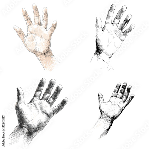 Expressive hand drawings with different sketching styles showing palm-side anatomy. Ideal for studies, tutorials, and hand reference material.


