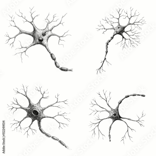 Hand-drawn black and white neuron illustrations showing cell body, dendrites, and axons. Perfect for medical, biological, and scientific education resources.

