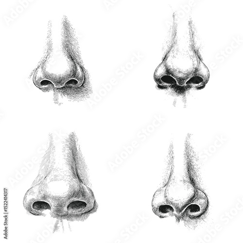 Realistic pencil sketch of human noses in various angles. Perfect for portrait studies, anatomical references, and artistic face structure practice.

