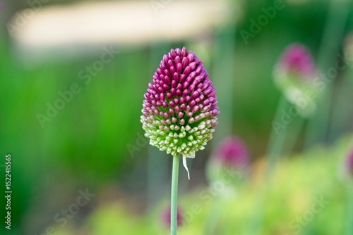 Close up of Allium sphaerocephalon a plant species in the Amaryllis family also known as drumstick allium photo