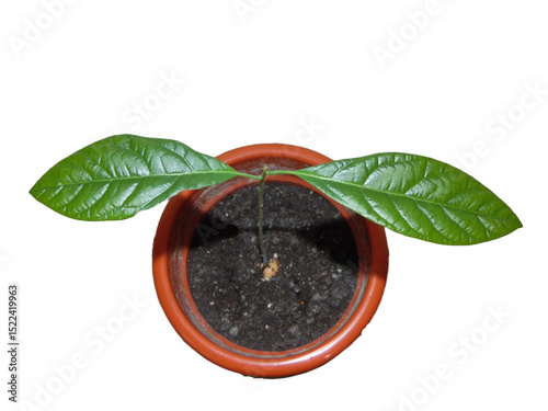 Avocado plant isolated on white background. Green avocado leaves