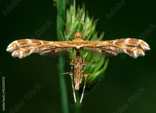 Plume Moth Resting on a Green Stem Outdoors photo