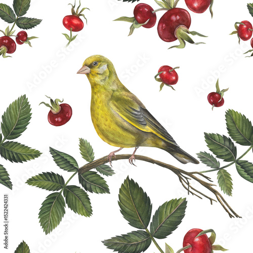 Seamless pattern of watercolor illustrations greenfinch bird and rosehip leaves, berries dog rose on white background hand drawn