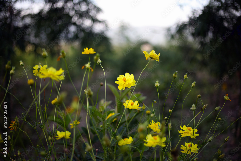 Fototapeta premium Cosmos sulphureous. Yellow flowers