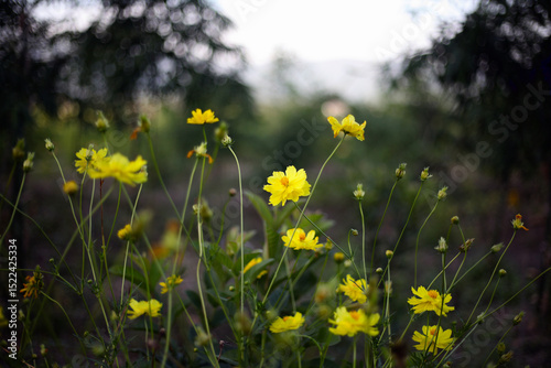 Fototapeta Naklejka Na Ścianę i Meble -  Cosmos sulphureous. Yellow flowers