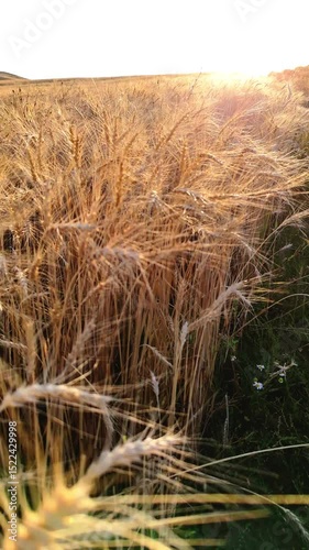 The camera moves smoothly through a field of ripe wheat and wildflowers, heading towards the setting sun.A light breeze stirs the ears and flowers, creating a feeling of peace and harmony with nature.