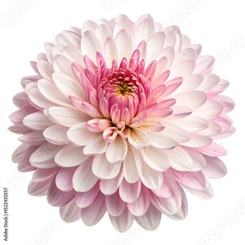 Pink and white chrysanthemum flower blooming