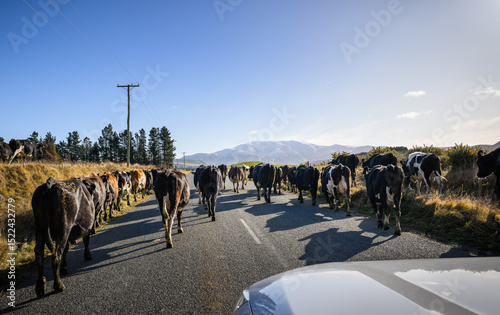 Cows walking on the country road, stopping the traffic. Canterbury, New Zealand.