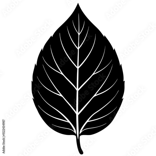 leaf isolated on white background