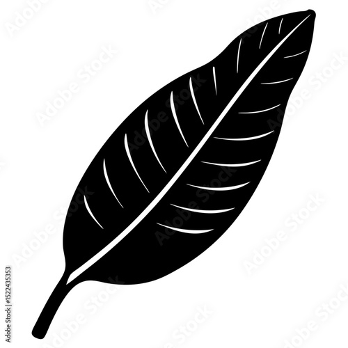 vector illustration of feather