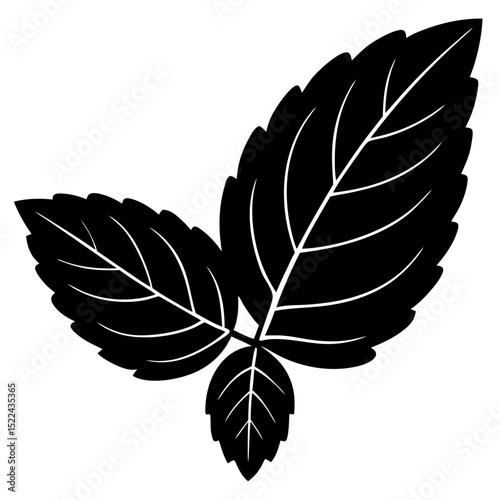  fresh mint leaf isolated on transparent backgroun.svg