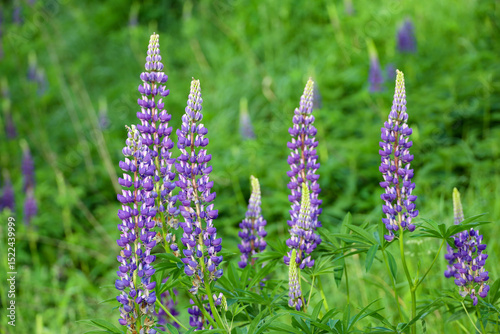 Purple lupine flowers blooming on a summer mountain meadow. Wildflowers in green grass
