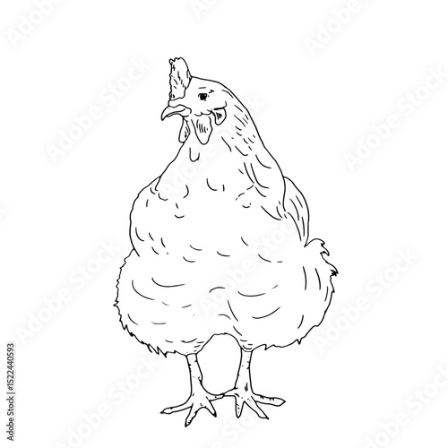 Chicken, domestic farm bird, black and white ink sketch. Vector illustration. Rustic animals, isolated on a white background. For kitchen, textile, packaging themes