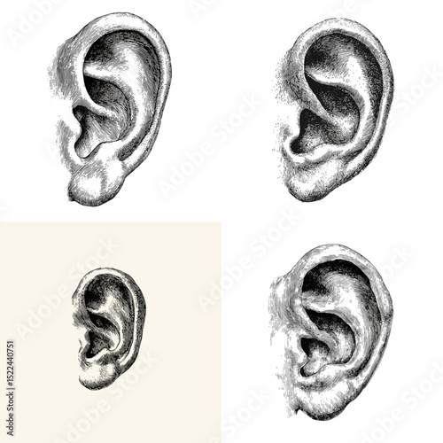 Detailed pencil sketches of the human ear from various angles, perfect for anatomy references, art studies, and medical illustrations.

