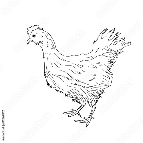 Chicken, domestic farm bird, black and white ink sketch. Vector illustration. Rustic animals, isolated on a white background. For kitchen, textile, packaging themes