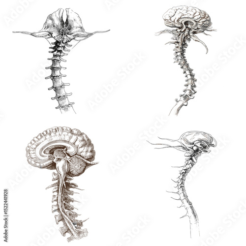 Vintage anatomical drawings of the human spine and brainstem in detailed sketch style, perfect for medical study, neurology education, and anatomy visuals.

