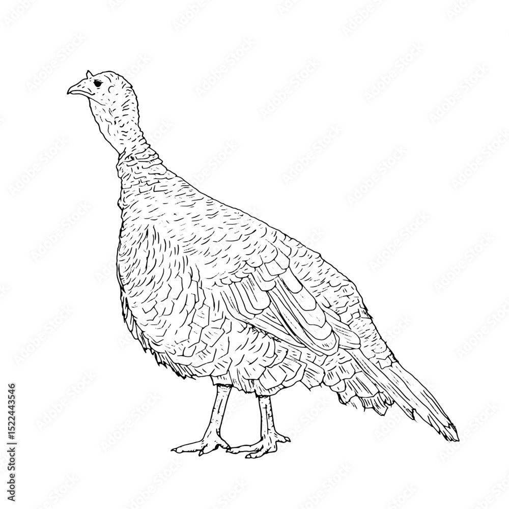 Fototapeta premium A ruffled turkey with a fluffy tail, domestic farm bird, black and white ink sketch. Vector illustration. Rustic animals, isolated on a white background. For kitchen, textile, packaging themes