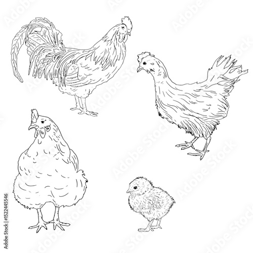 Chicken and rooster , chicken, domestic farm bird, black and white ink sketch. Vector illustration. A set of rustic animals, isolated on a white background. For kitchen, textile, packaging themes