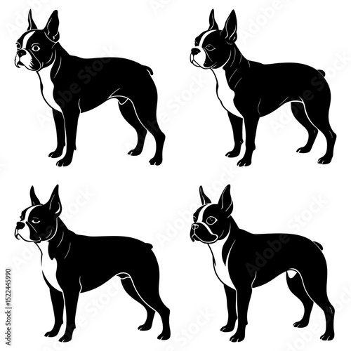 Four black and white boston terrier dogs standing in different poses isolated on a white background design art