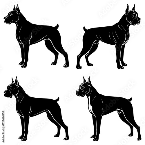 Four black boxer dogs standing in different poses against a white background in a vector illustration