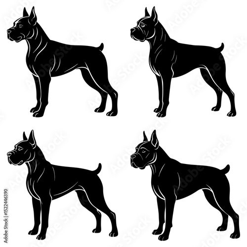Four black cane corso dogs standing in different poses on a white background in a vector drawing