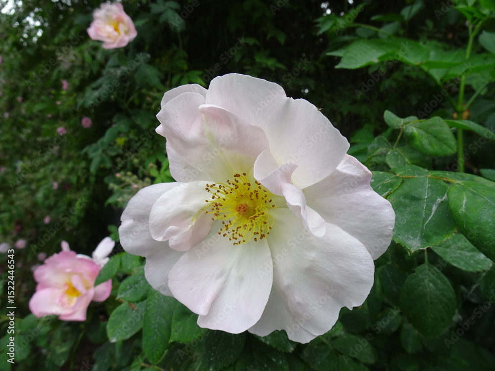 Obraz premium pink and white flowers