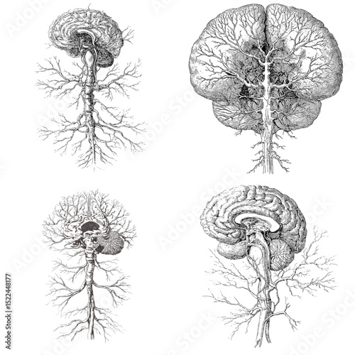 Detailed anatomical sketches of the human brain and nervous system in vintage engraving style. Great for educational, scientific, and medical uses.

