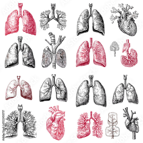 Set of detailed vintage and red-highlighted illustrations of lungs, bronchi, and respiratory systems. Ideal for scientific, educational, or anatomical projects.

