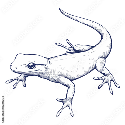 salamander, reptile, vector, transparent background, creature, animal, nature, amphibian, newt, small, isolated, cute, Salamandridae