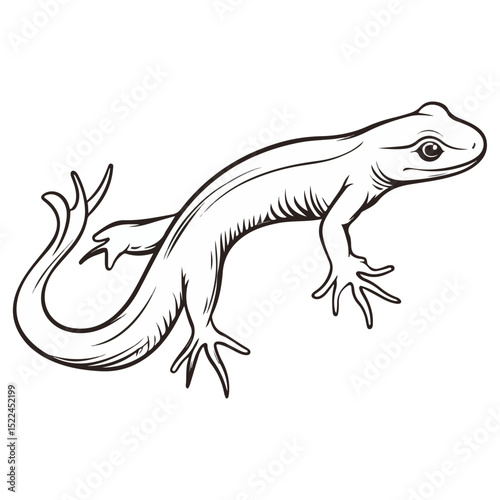 salamander, reptile, vector, transparent background, creature, animal, nature, amphibian, newt, small, isolated, cute, Salamandridae