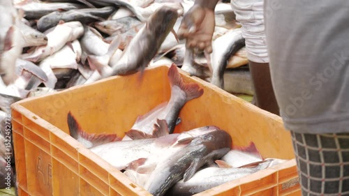  Fish farming  A sustainable source of fresh seafood
