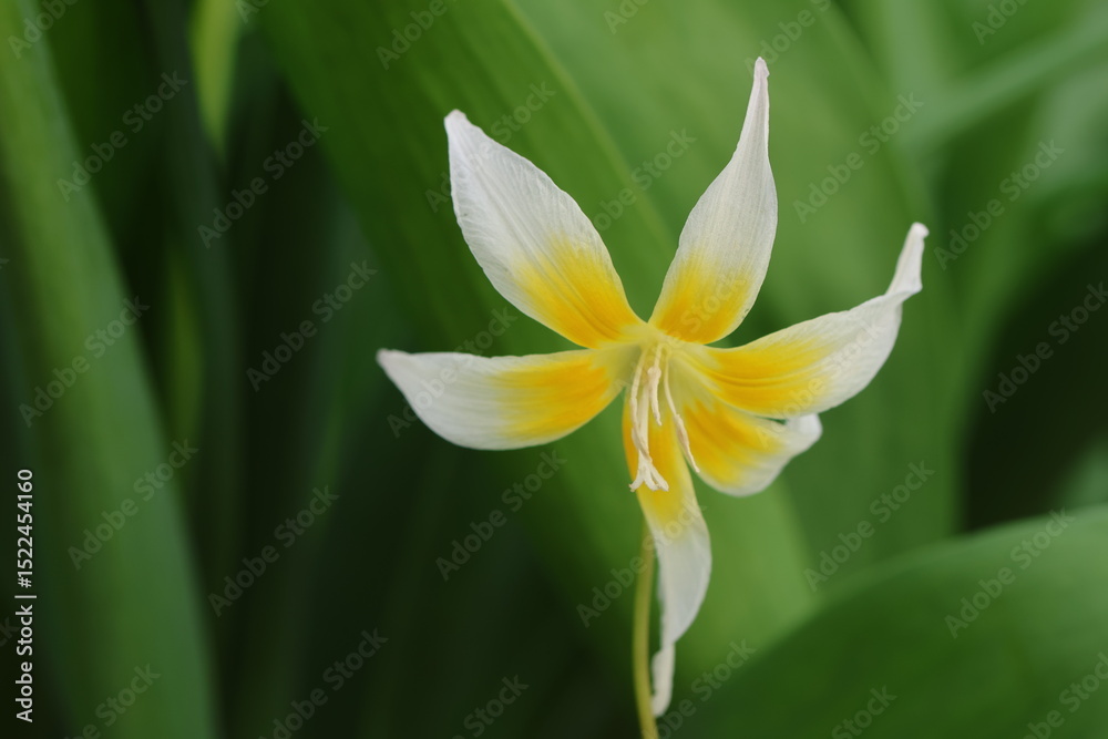 Obraz premium Erythronium multiscapoldeum