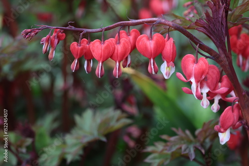 Lamprocapnos spectabilis Valentine ('Hordival')